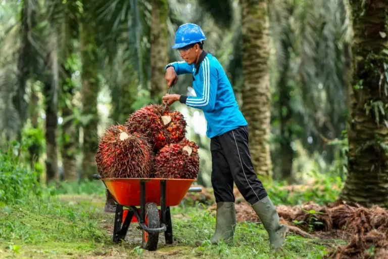 Harga TBS Sawit Mitra Plasma di Riau Naik, Petani Diharapkan Makin Sejahtera